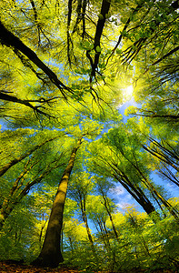 雄伟的超级广角向上眺望山毛榉林的树冠，绿叶鲜绿，阳光灿烂，蓝天清澈