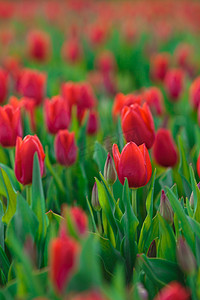 春天的时间摄影照片_红色郁金香花的春光背景.美丽的花郁金香地。春天的时间。横幅，复制空间