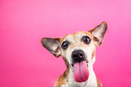 可爱的小狗, 长舌头。杰克罗素梗滑稽的肖像。欺负脸。粉红色背景。酷海报