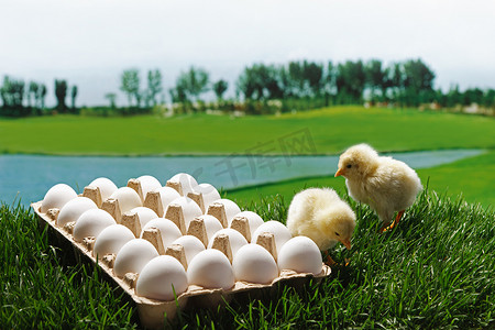 鸡草地摄影照片_小鸡与鸡蛋