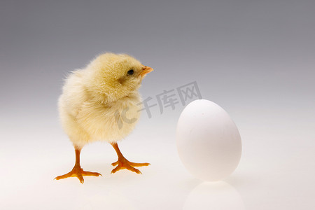 鸡和鸡蛋摄影照片_一只小鸡和鸡蛋