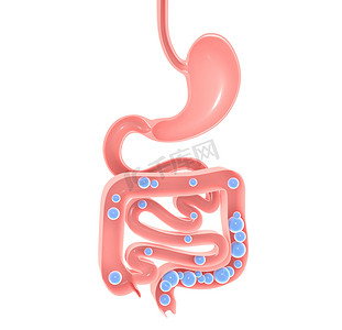 消化系统的解剖三维图解。胃，大小大肠和气体。显示开放的内部。航空食疗.