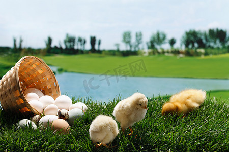 小鸡小鸭在草地上