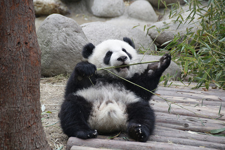 快乐的小熊猫正试图吃竹子，成都熊猫基地，中国