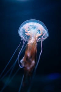 水下发光的水母, 特写镜头