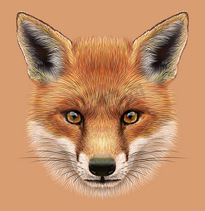 一只赤狐的说明性肖像