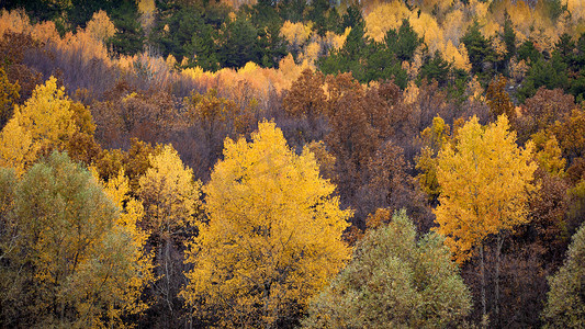 秋季风景摄影。五颜六色的森林背景。安卡拉，库布克，卡拉戈尔土耳其. 