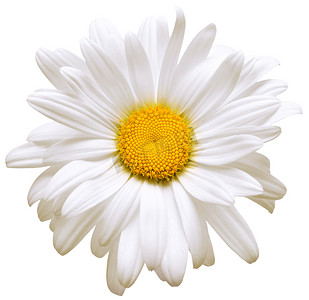 花卉图案摄影照片_一朵白色的菊花在白色背景上被隔离。平躺, 顶部视图。花卉图案, 对象