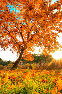 干树叶摄影照片_美丽的秋天树落叶干