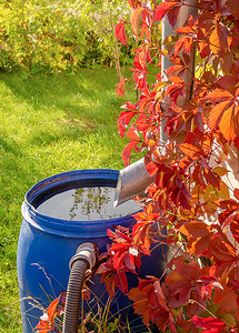雨水管和初生葡萄叶背的塑料桶中的雨水排放.