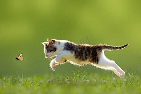 蝴蝶飞舞工笔画摄影照片_年轻的猫在草地上捕猎蝴蝶