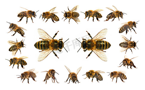 蜜蜂或蜜蜂组在拉丁 api 蜜蜂, 欧洲或西部蜂蜜蜜蜂被隔绝在白色背景, 金黄蜜蜂