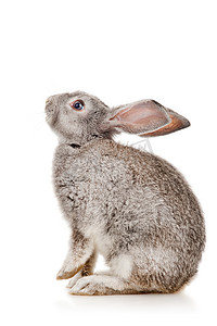 糖画兔子摄影照片_灰兔子