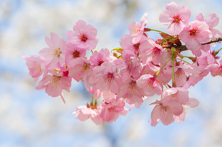 盛开的花摄影照片_春暖花开春花盛开的武汉东湖樱花花园