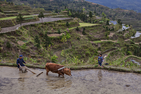 Chinese peasant plowing rice field, using power of red buffalo.