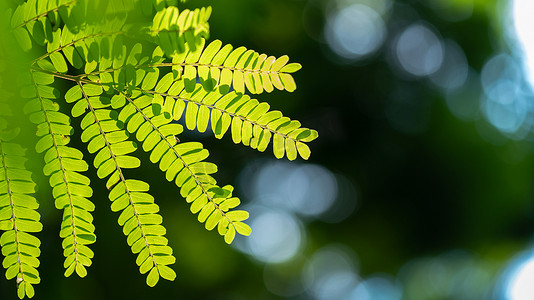 foliage摄影照片_abstract stunning green leaf texture, tropical leaf foliage nature green background.