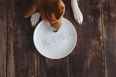 Dog eats from plate on old wooden table