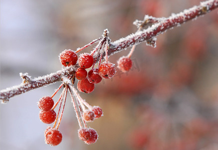 夏不为利冰点摄影照片_冬季景观。覆盖着霜冻的小装饰苹果。温度降至冰点以下时, 在地面或其他表面形成的白色小冰晶的沉积物.