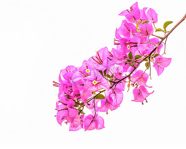盆花杜鹃摄影照片_孤立的粉色三角梅