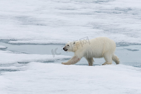 ursus摄影照片_北极熊 (ursus maritimus) 在斯瓦尔巴斯匹次卑尔根岛以北的冰上活动
