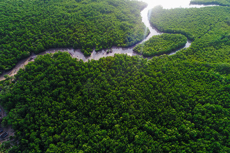 空中俯瞰翠绿的热带红树林与江湾朝阳生态系统自然景观