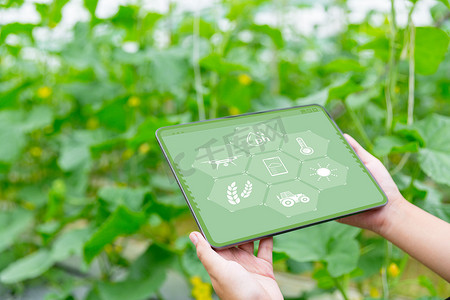 Internet of Things, IoT with Farming Smart concept.农业和现代技术被用来管理庄稼。控制生产以有效解决生产问题。商业甜瓜.
