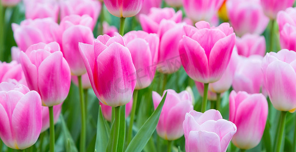 充满活力的多彩特写粉红色和白色郁金香节日背景