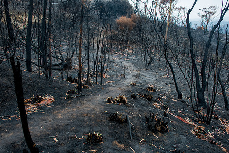 澳大利亚森林大火的后果：被烧毁的桉树遭受野火和黑色的鞋底
