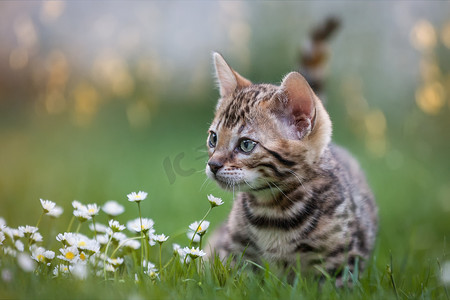 孟加拉小猫在草坪上