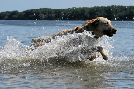 狗跳摄影照片_拉布拉多狗跳进了水