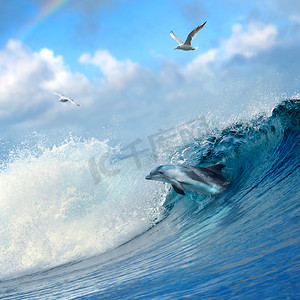海豚跃出从卷发打破海洋波浪