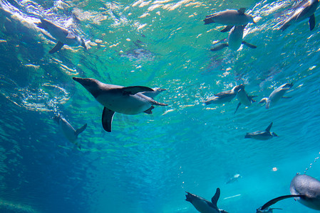 一群企鹅在水族馆的水底蓝水里