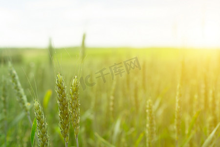 麦田。绿色小麦。农业现场。复制粘贴
