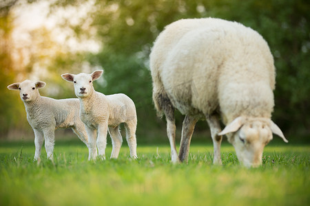 可爱的小羊羔与绵羊在新鲜的绿色草甸