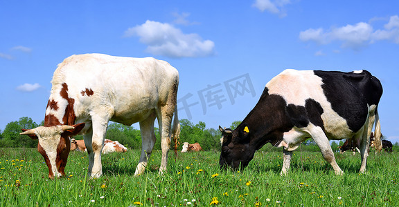 Cows in a summer rural landscape