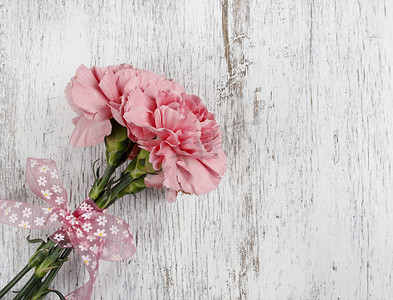 白色背景的粉红康乃馨花