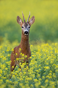 夏天,鹿鹿站在一片盛开的油菜场上,盛开的黄花