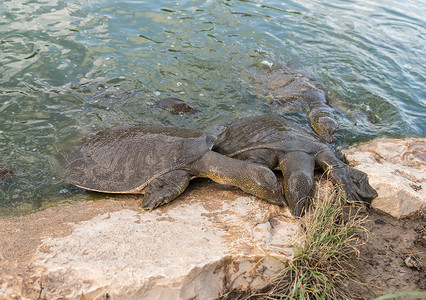 尼罗河软皮海龟 - 特里奥尼克斯三角 - 爬上石头海滩,在以色列Kfar Vitkin定居点附近的亚历山大河寻找食物