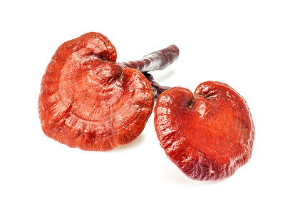 Ganoderma Lucidum Mushroom在白色背景下隔离