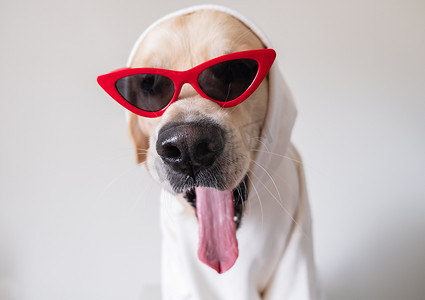 检索摄影照片_身穿白色毛衣，戴着红色太阳镜的狗，坐在白色的背景上，笑着打哈欠。用于卡片、笔记本和日历的衣服中有趣的金色检索器.