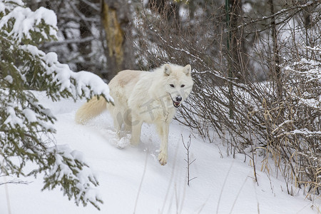 北极狼摄影照片_在雪中的北极狼