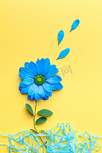 孤立在黄色背景上的蓝色小花。平躺，顶视图