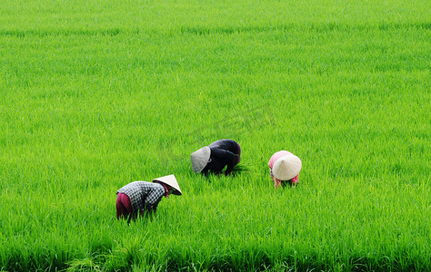 湄公河三角洲摄影照片_用圆锥形的帽子，稻田、 湄公河三角洲、 越南南部工作的妇女.
