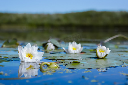 池塘里的白水花