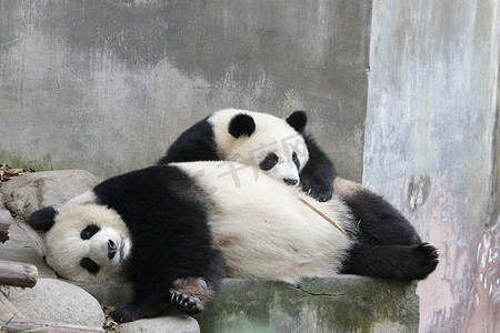 大熊猫妈妈和小熊猫宝宝的宝贵时刻，成都熊猫基地