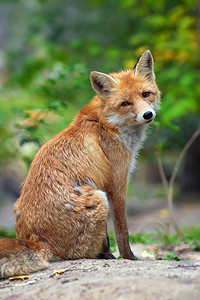 棉尾兔和赤狐摄影照片_一只赤狐 (Vulpes vulpes 的肖像)