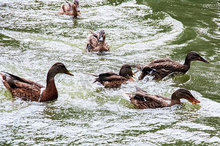 许多鸭子在河里肮脏的绿水中游泳