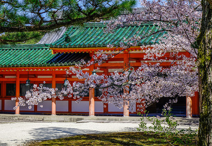 关于樱花节的摄影照片_日本京都樱花盛开的古庙。樱花节是日本一年中最丰富多彩的活动之一.