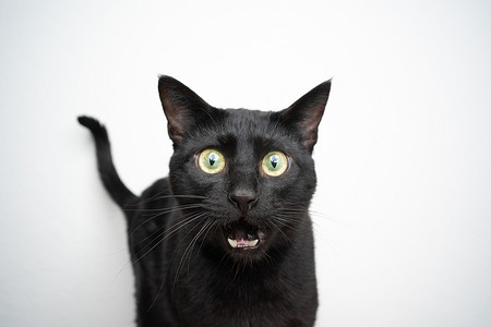 克蓝英蓝笑脸摄影照片_滑稽的黑猫肖像画