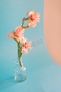 花平铺摄影照片_柔和的粉红色虹膜花，蓝色背景。平铺风格.
